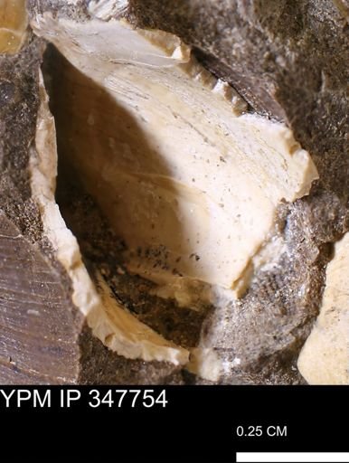 undet. Bivalvia