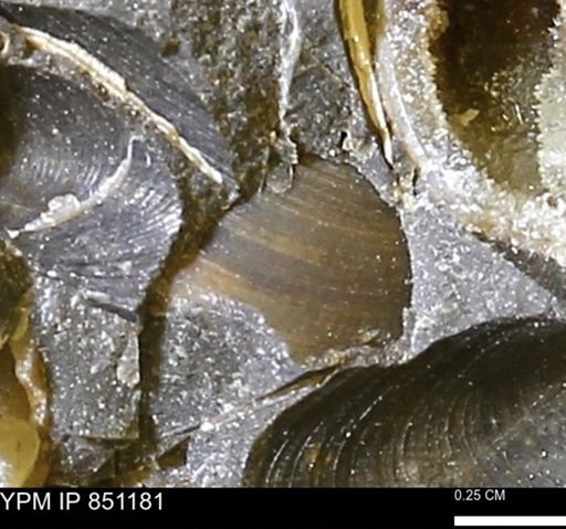 Limopsis striatopunctatus
