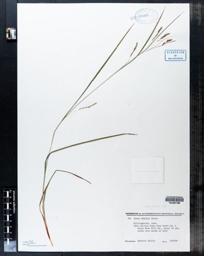 Carex debilis