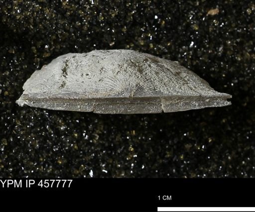 Strophodonta sp.