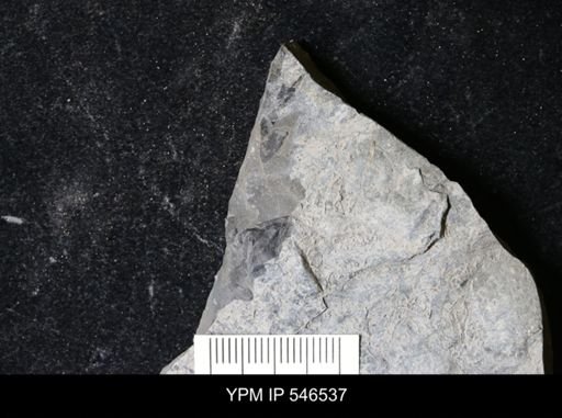 undet. Eurypterida
