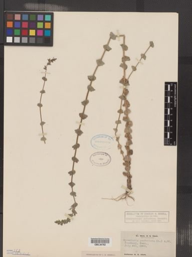 Legousia perfoliata
