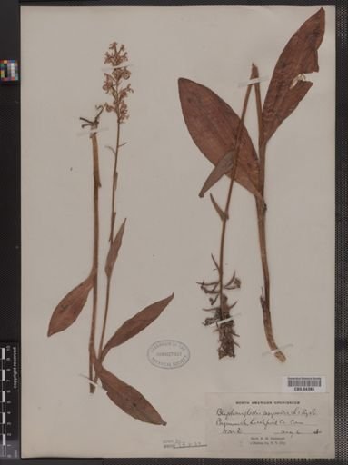 Blephariglottis psycodes