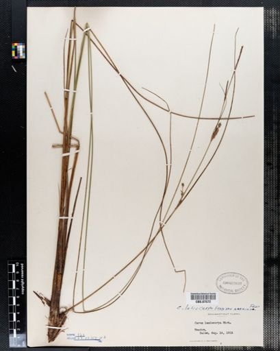 Carex lasiocarpa