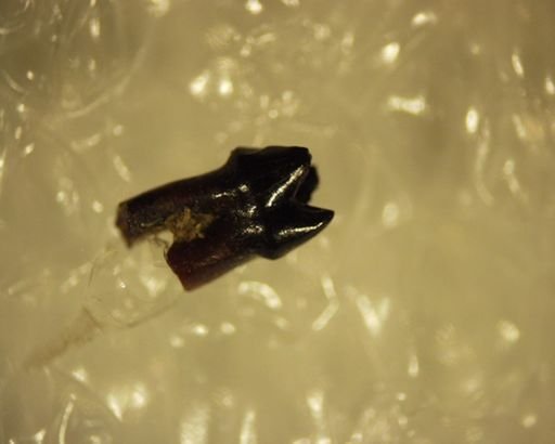 Multituberculata