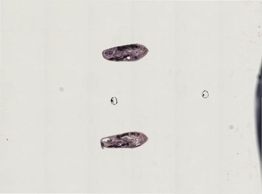 Plagiostomum