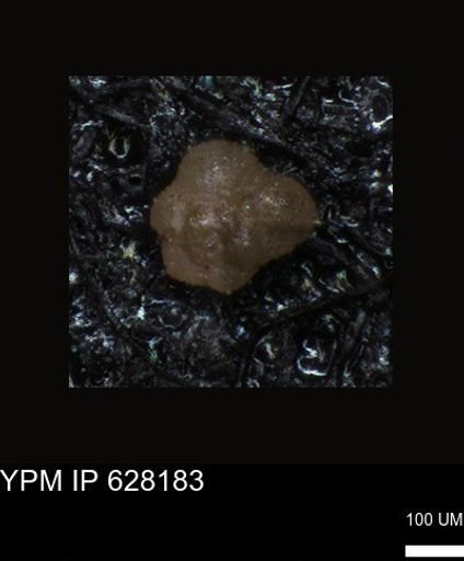undet. Foraminiferida