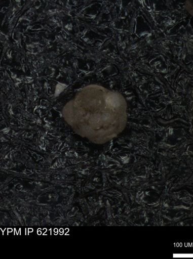undet. Foraminiferida
