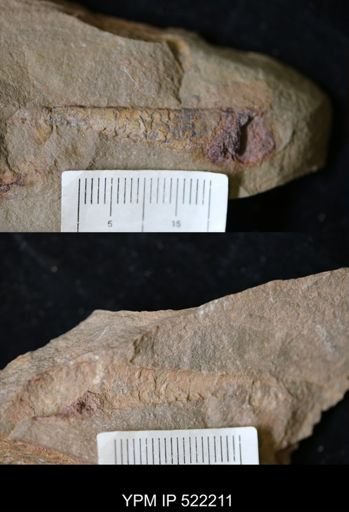 undet. Nautiloidea