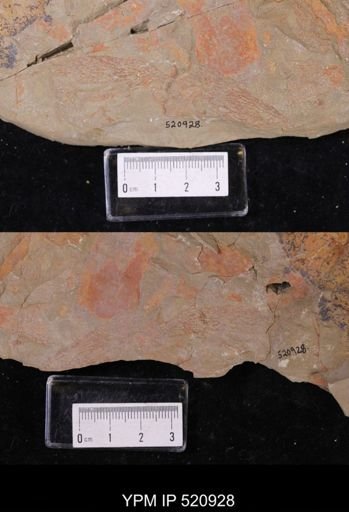 undet. Graptolithina