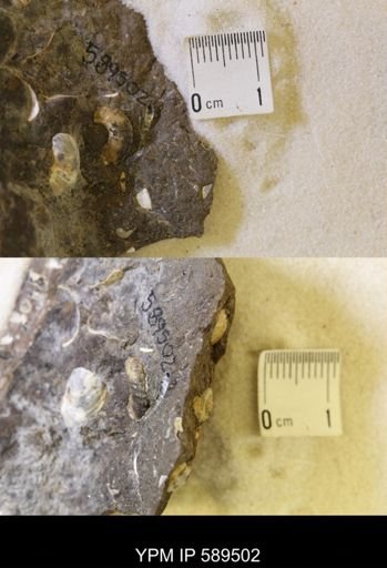 undet. Scaphitidae