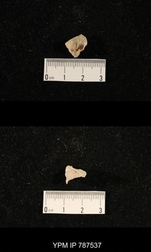 undet. Brachiopoda