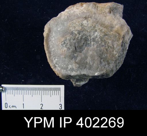 Productus ivesi