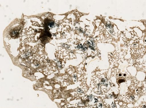 Dysidea sp.