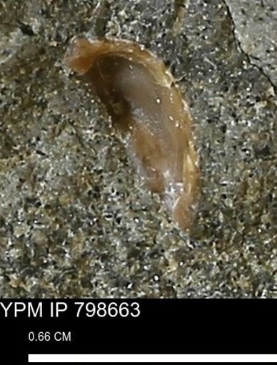 undet. Mollusca