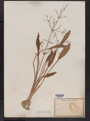 Alisma plantago