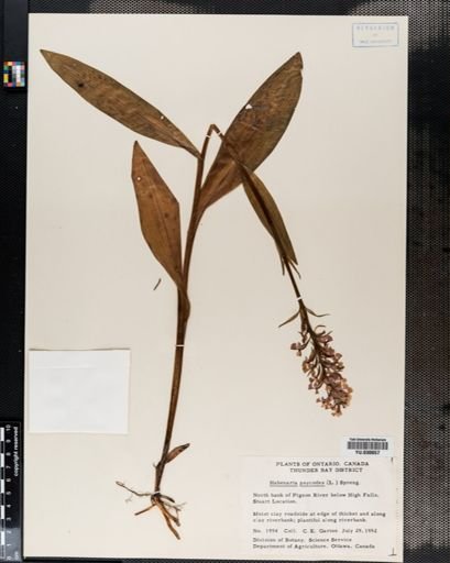 Habenaria