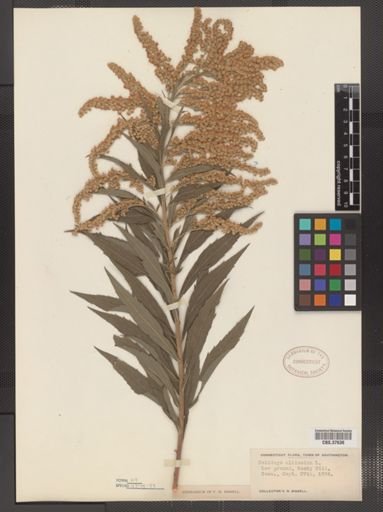 Solidago altissima