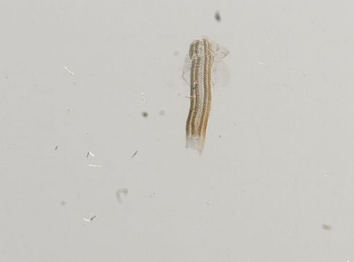 Somatogyrus integra