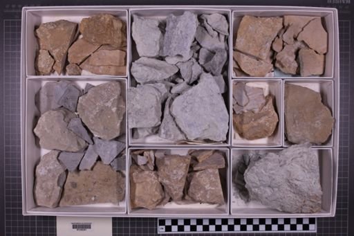 mixed taxa, stratigraphic collection