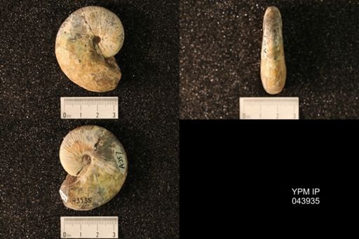 Hoploscaphites nicolletii