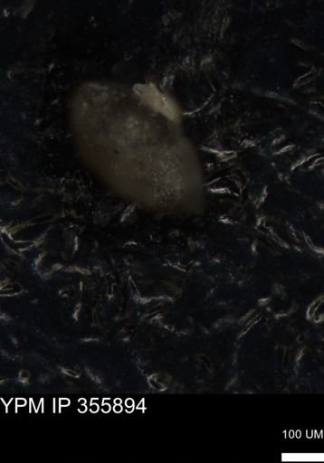 undet. Foraminiferida