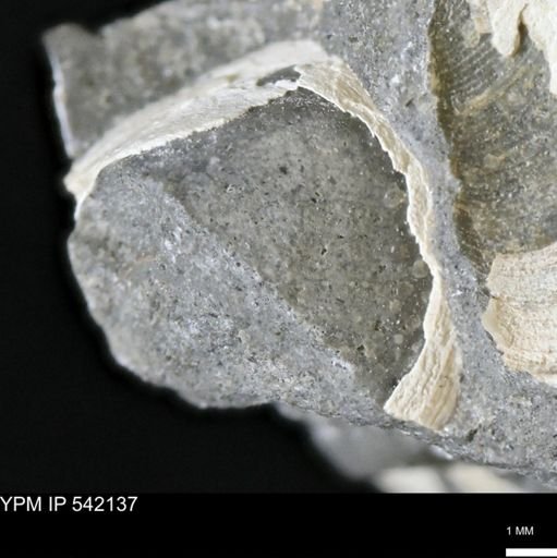 Limopsis striatopunctatus
