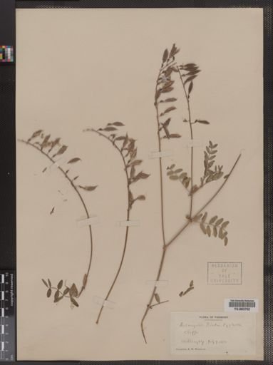 Astragalus blakei