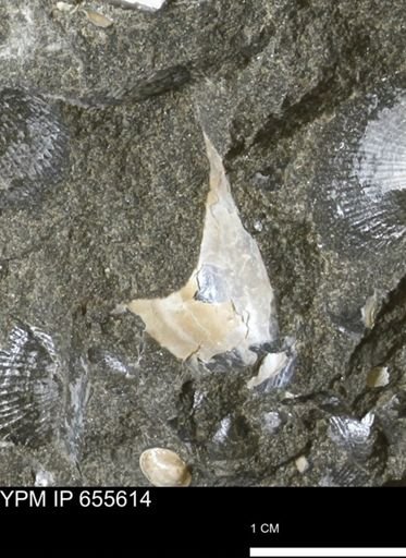 Pseudoptera sp.