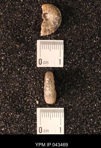 Hoploscaphites nicolletii