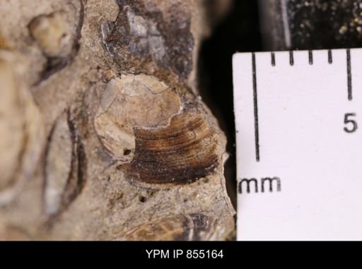Protocardia subquadrata