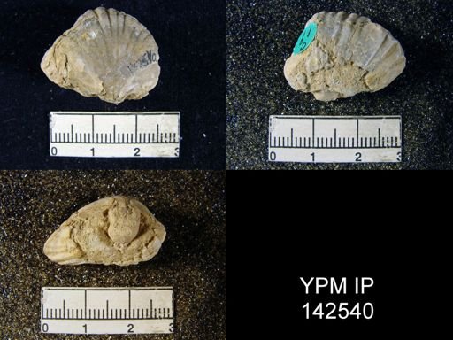 Camarophoria purdoni