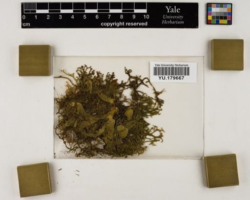 Plantae
