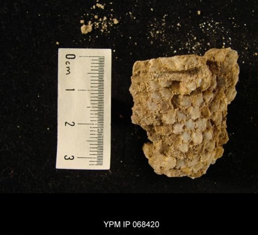 Favosites favosus?