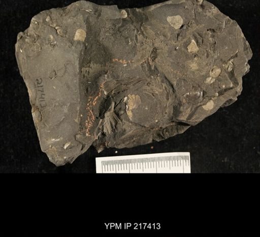 Euchondria neglecta