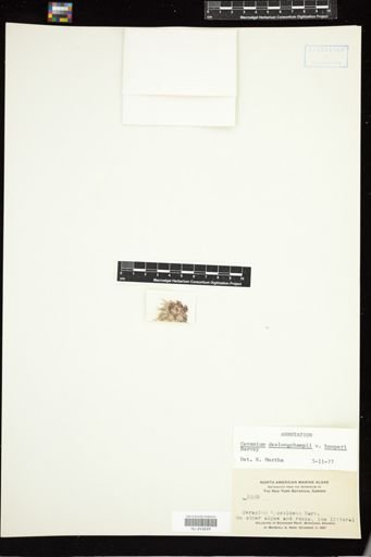 Ceramium deslongchampsii var. hooperi