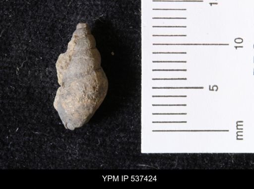 Goniobasis ortmanni