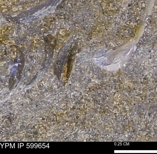 Protocardia subquadrata