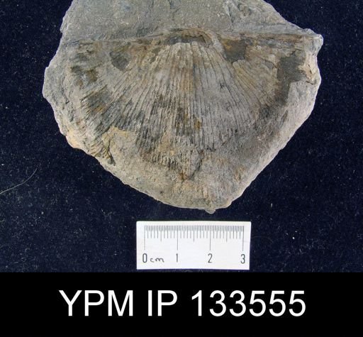 Stropheodonta concava