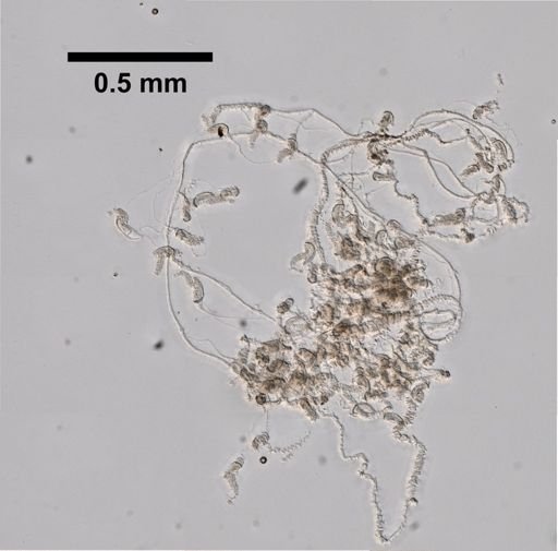 Sulculeolaria quadrivalvis