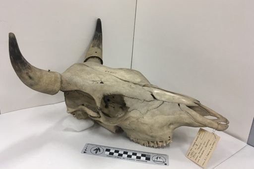 Bos taurus