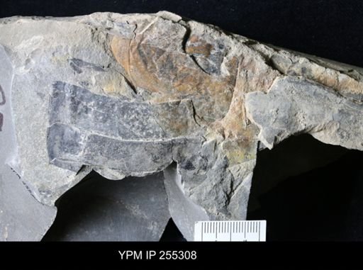 Eurypterida?