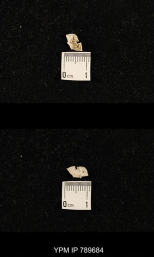 undet. Brachiopoda