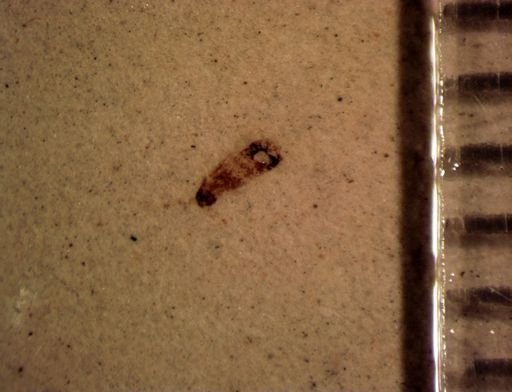 undet. Staphylinidae