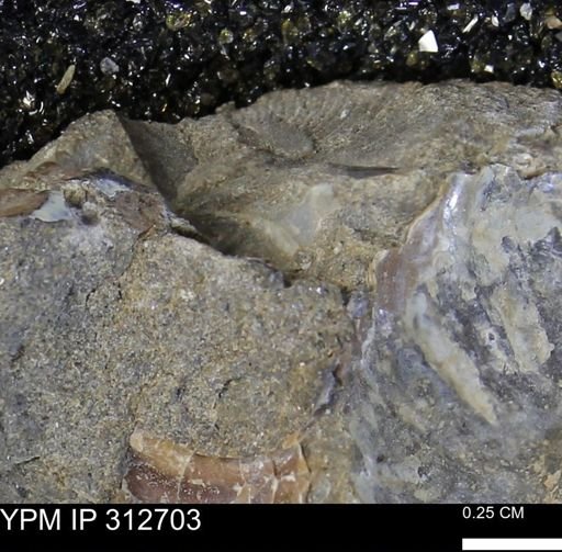 undet. Ammonoidea