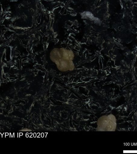 undet. Foraminiferida