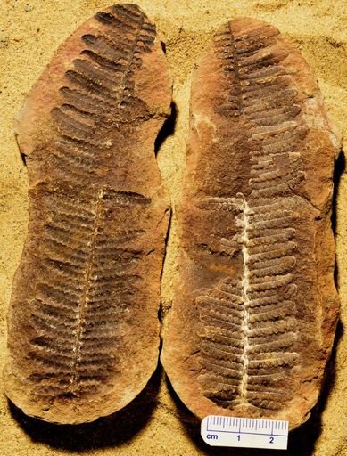 Pecopteris
