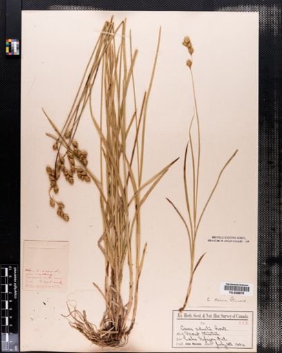 Carex adusta