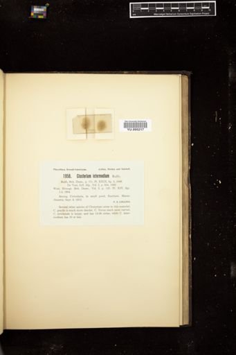 Closterium intermedium