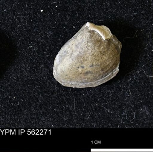 Limopsis striatopunctatus